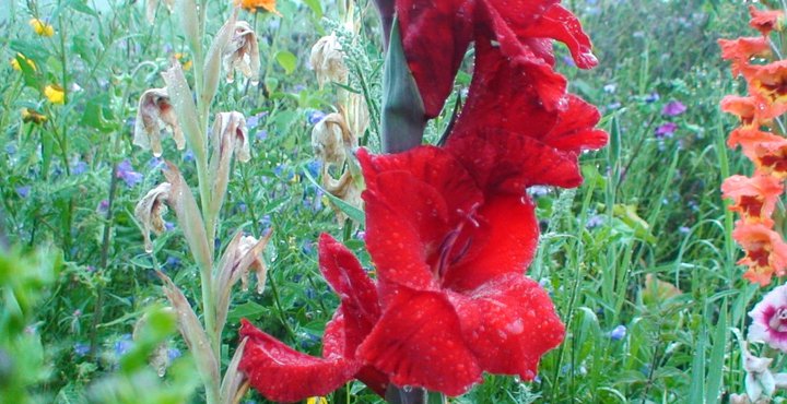 File:Gladiolus flower red.jpg