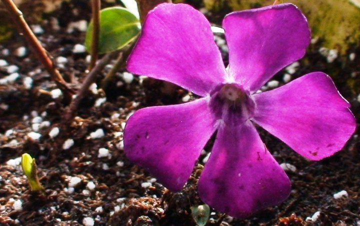 File:Periwinkle flower.jpg