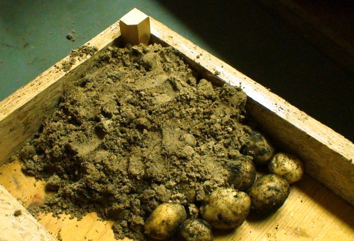 File:Seed potatoes in box with sand.jpg