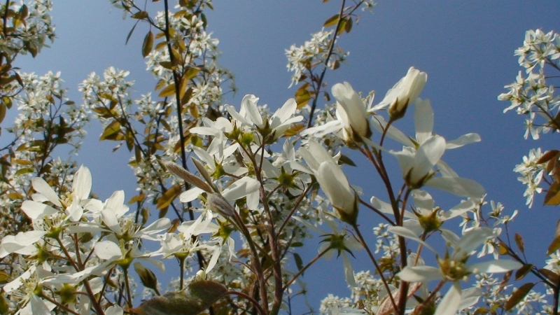 File:090415 Amelanchier.jpg