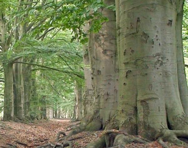 File:Beeches July 2008.jpg