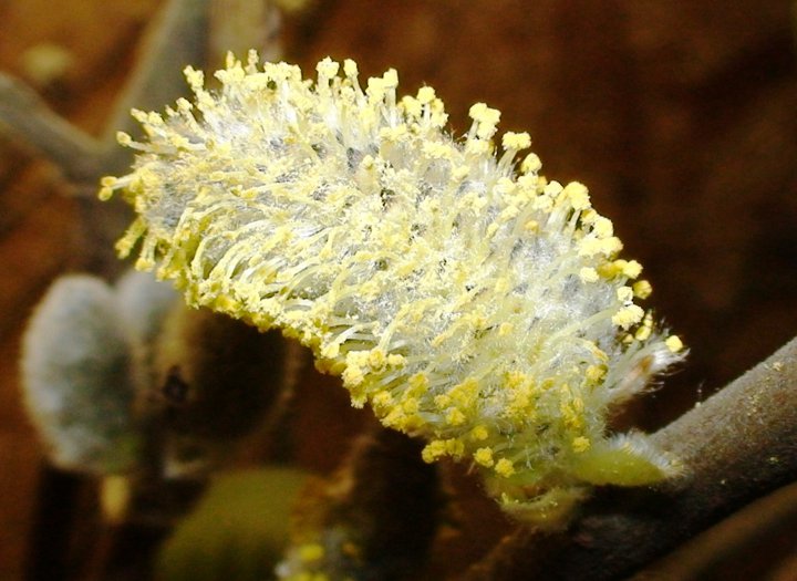 File:Willow flower.jpg