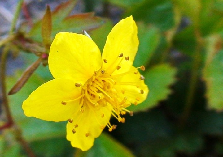 File:Waldsteinia ternata.jpg