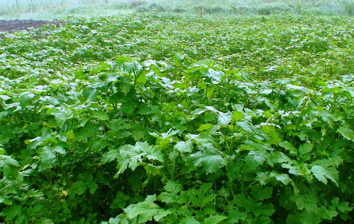 File:A field of mustard before blossoming.jpg