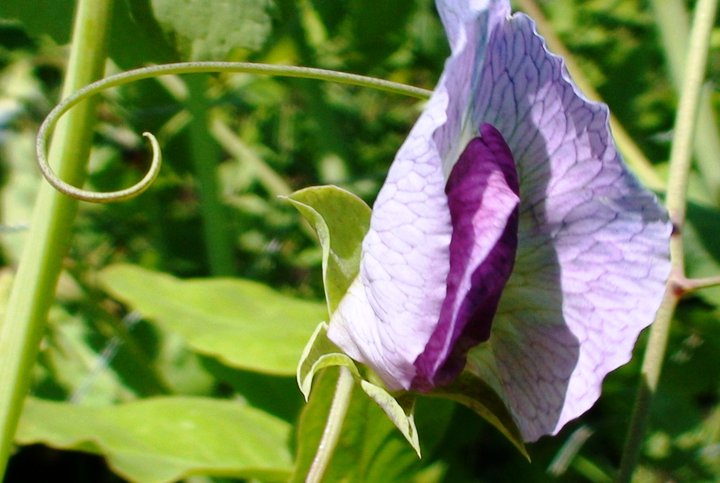 File:Flower of capucijner pea.jpg
