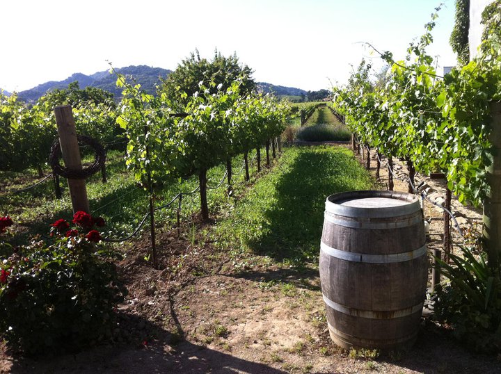 File:Obrien.vineyard.1.jpg