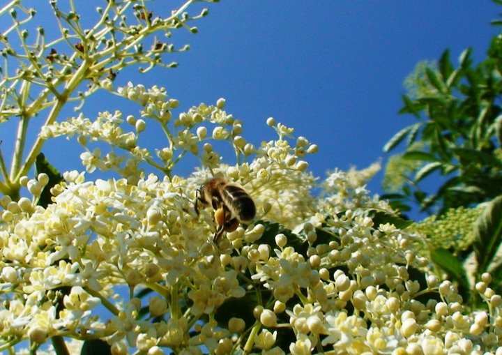 File:Bee with pollen in elder flowers.jpg