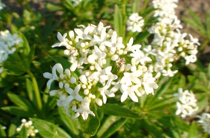 File:Sweet woodruff flowers.jpg