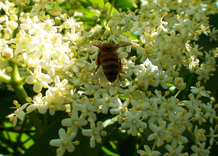 File:Bee collecting pollen from elder flowers.jpg