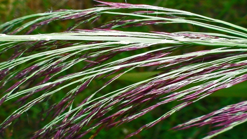 File:080712 Common reed.jpg