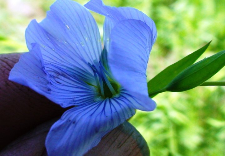 File:Linseed flower.jpg