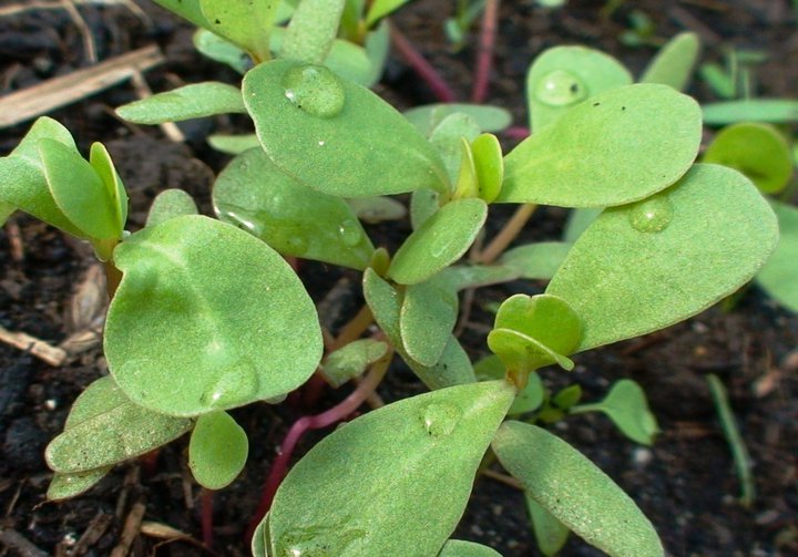 File:Purslane in greenhouse.jpg