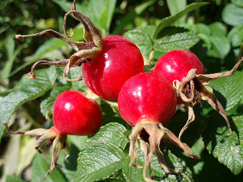 File:Rose hips - Wikimedia Commons.jpg