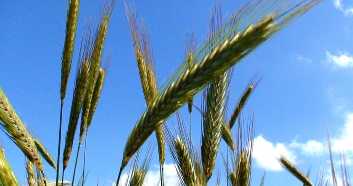 File:Rye 2.jpg