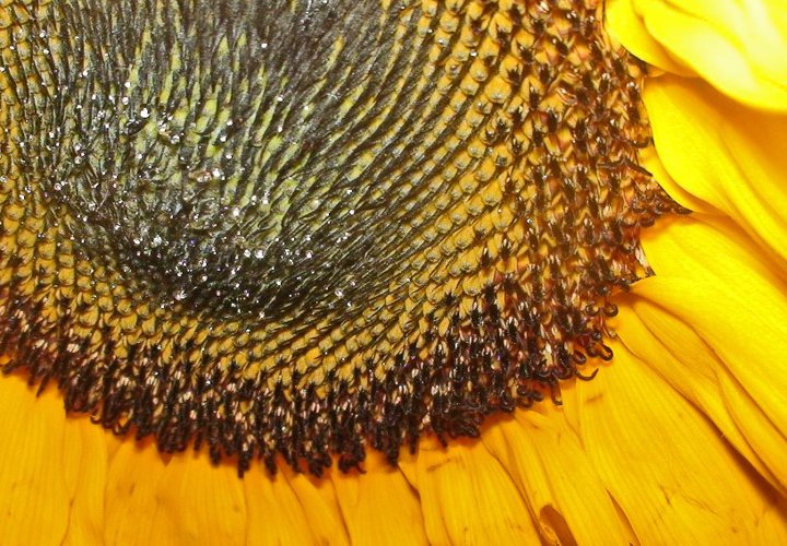 File:Sunflower 2.jpg