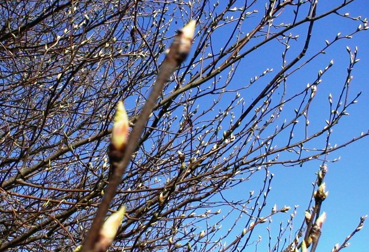 File:Alder tree buds.jpg