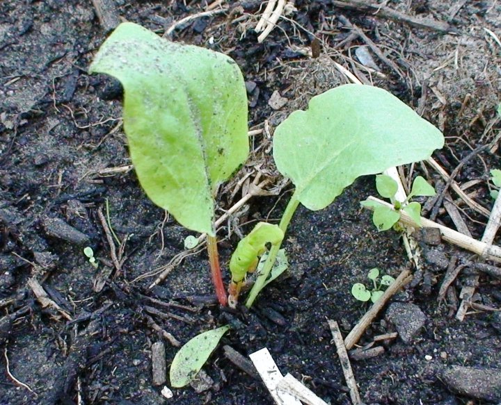 File:Rumex, small plant, gardener's variety.jpg