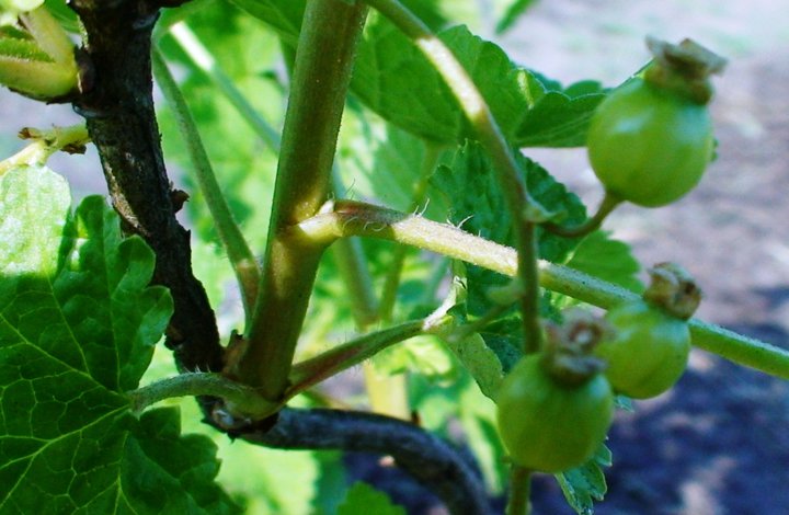 File:Gooseberry small unripe berries.jpg