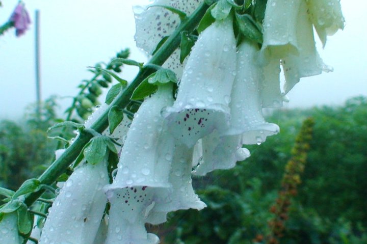 File:Common foxglove.jpg