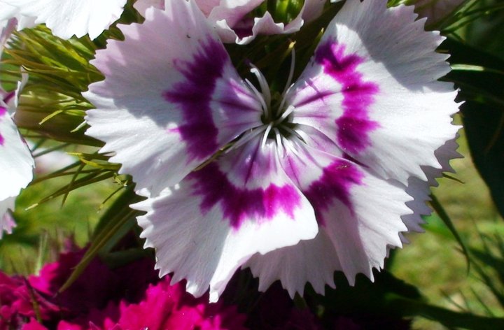 File:Dianthus barbatus (Sweet William).jpg
