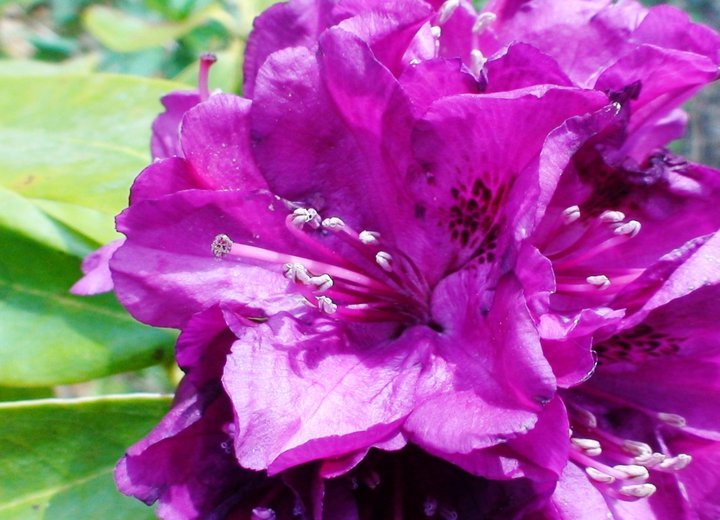 File:Rhododendron flower.jpg