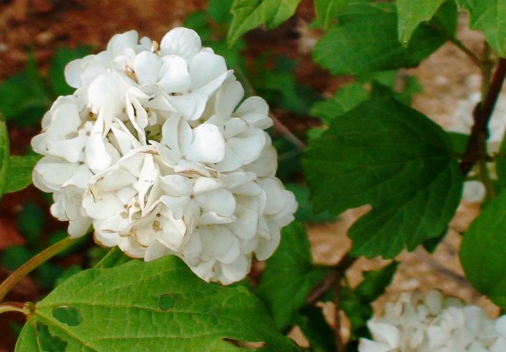 File:Snowball tree blossoms.jpg