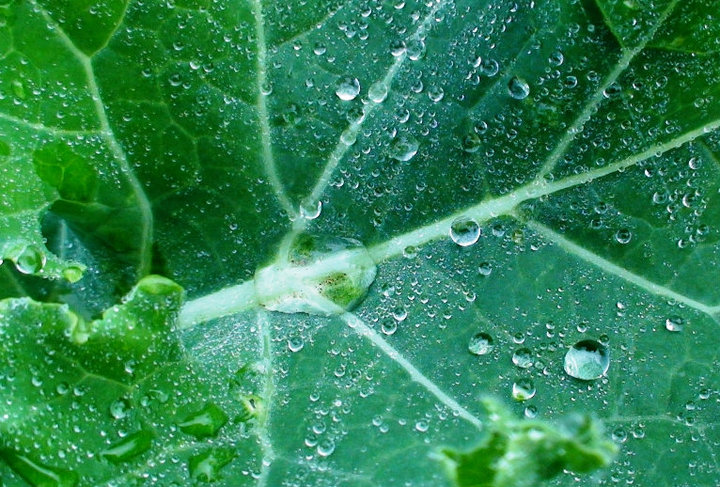 File:Borecole leaf with water drops.jpg