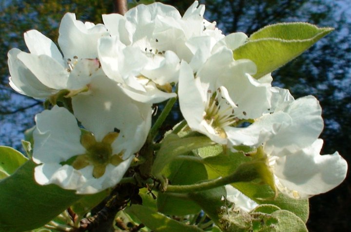 File:Flower of pear tree.jpg