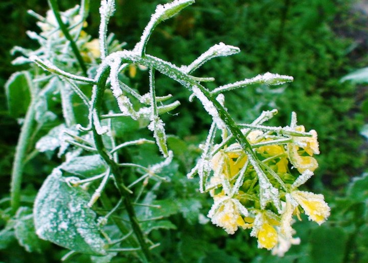 File:Mustard in winter.jpg