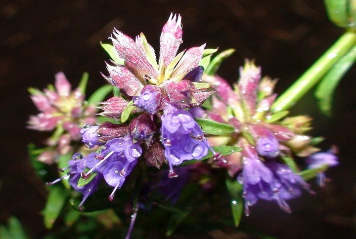 File:Hyssop flowers.jpg