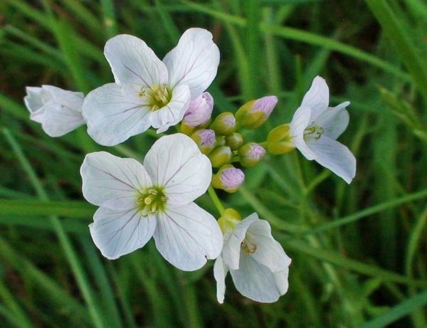 File:Cuckoo flower May 2008.jpg