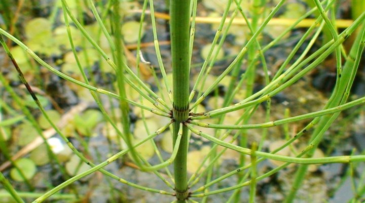 File:Common horsetail.jpg