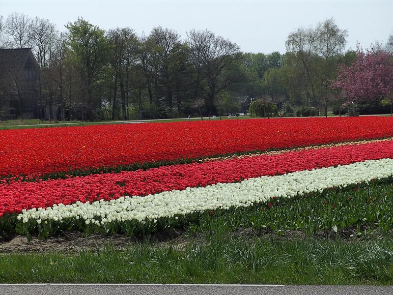 File:Field of tulips.jpg