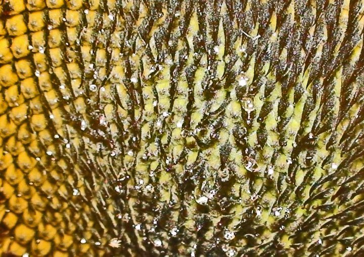 File:Sunflower 1.jpg