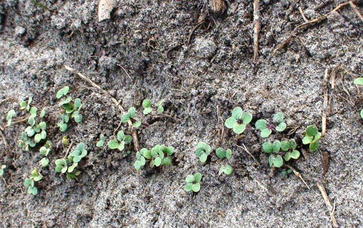 File:Very young mustard plants.jpg
