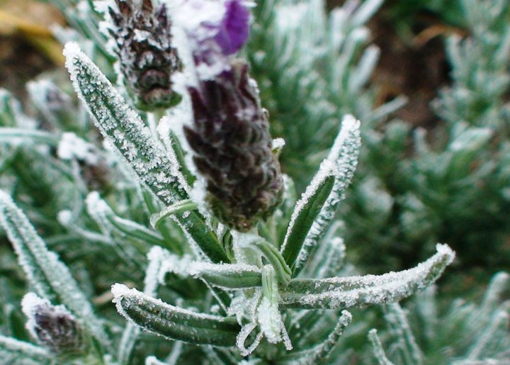 File:Lavender in winter.jpg