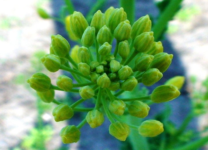 File:Kale begins to blossom.jpg