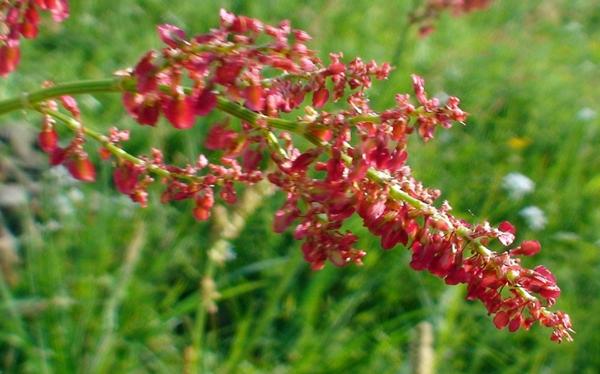 File:Sheep's sorrel flowers May 2008.jpg