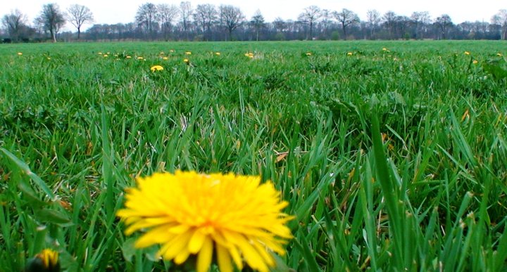 File:Dandelion field.jpg