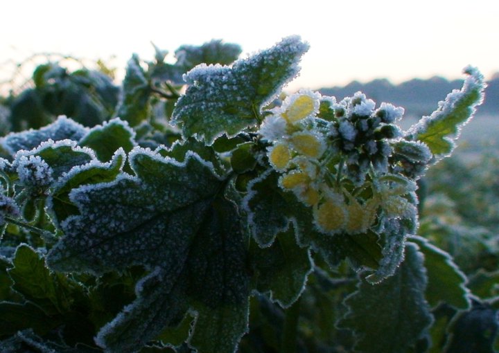 File:Frozen mustard flower.jpg