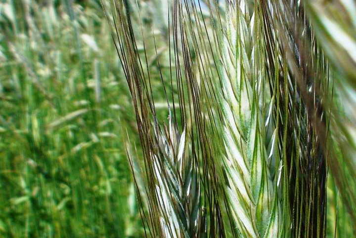 File:Rye 1.jpg