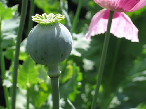 File:Papaver somniferum - Wikimedia Commons.jpg