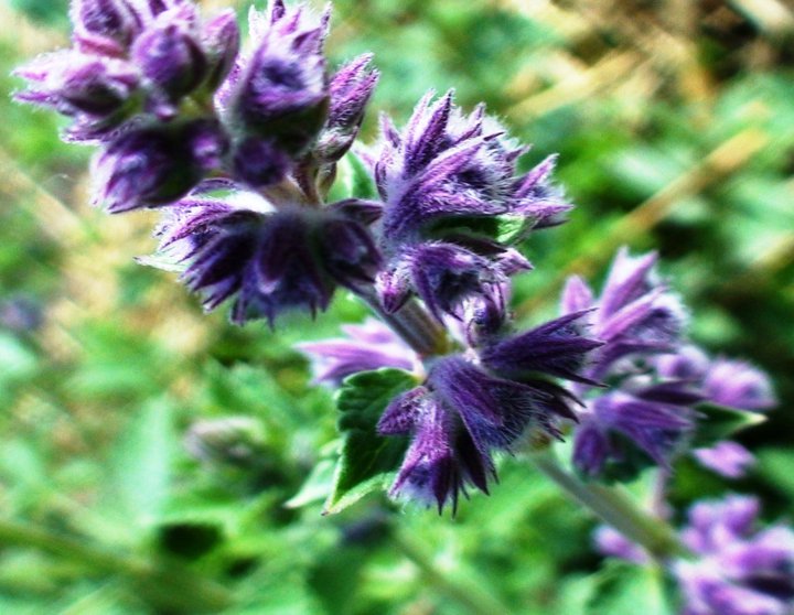 File:Nepeta flowers.jpg