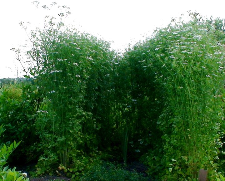 File:Blossoming coriander.jpg
