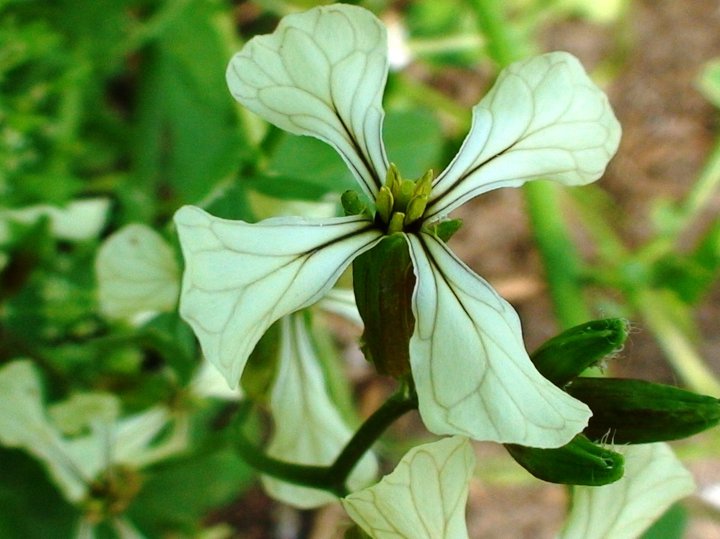 File:Rocket or Eruca sativa flower.jpg
