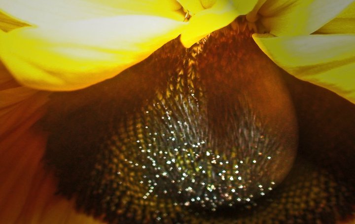 File:Sunflower 3.jpg