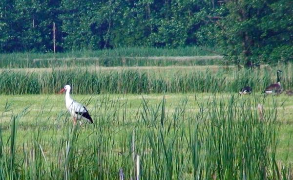 File:Common reed May 31, 2008.jpg