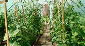 Greenhouse in the midst of summer. Visible plants: Tomato, Physalis peruviana