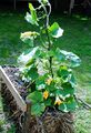 Pumpkin growing on a bale of straw. Drench the straw bale with water, make holes and fill them with soil and compost and plant or sow. Pumpkins grow very well in this way, but it must also be possible with many other plants. It's handy on places where you otherwise could not grow vegetables.