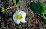 Strawberry flower.jpg